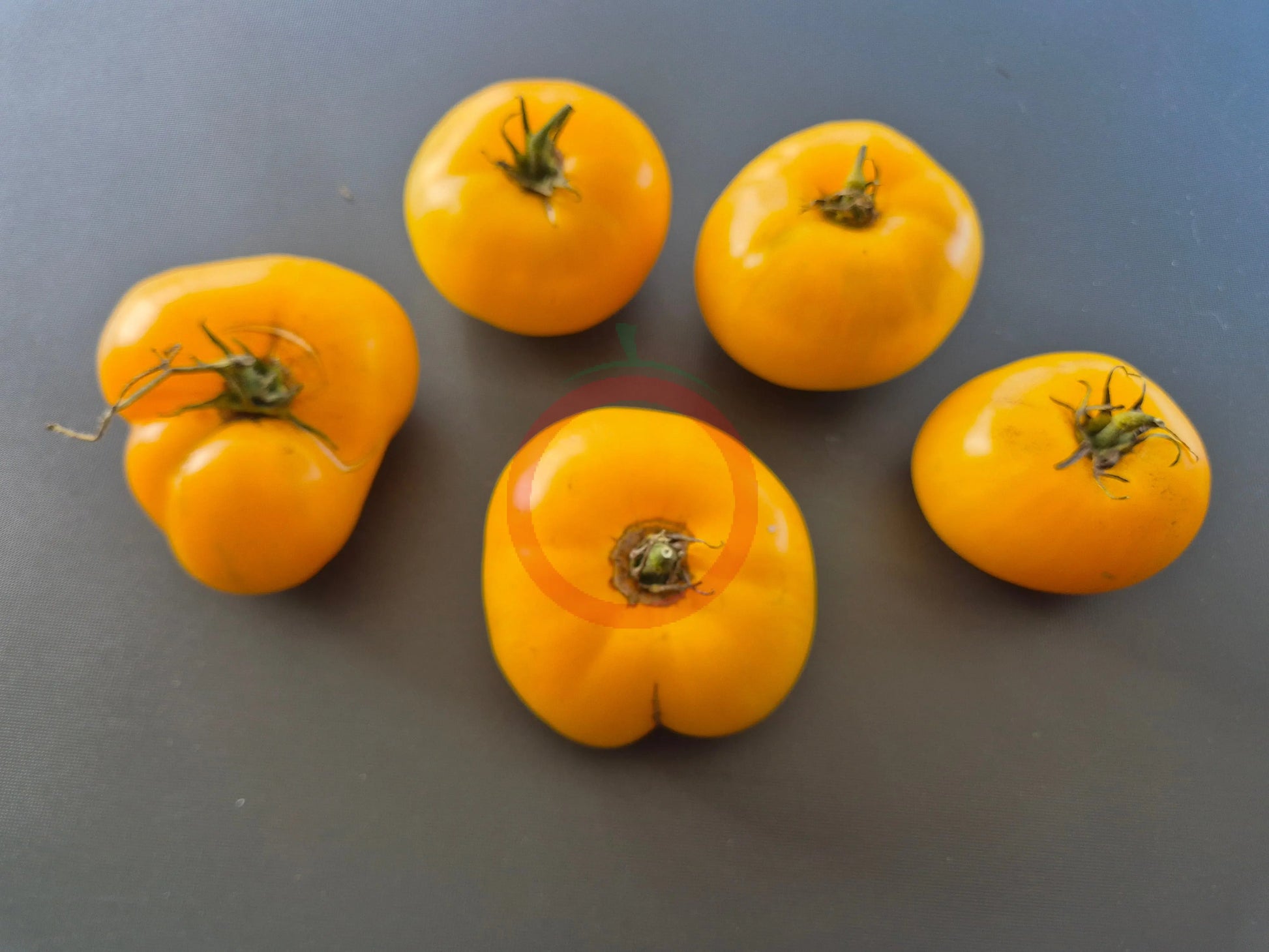 Belle Maurinoise Jaune DER TOMATENFLÜSTERER