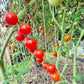 Benarys Gartenfreude DER TOMATENFLÜSTERER