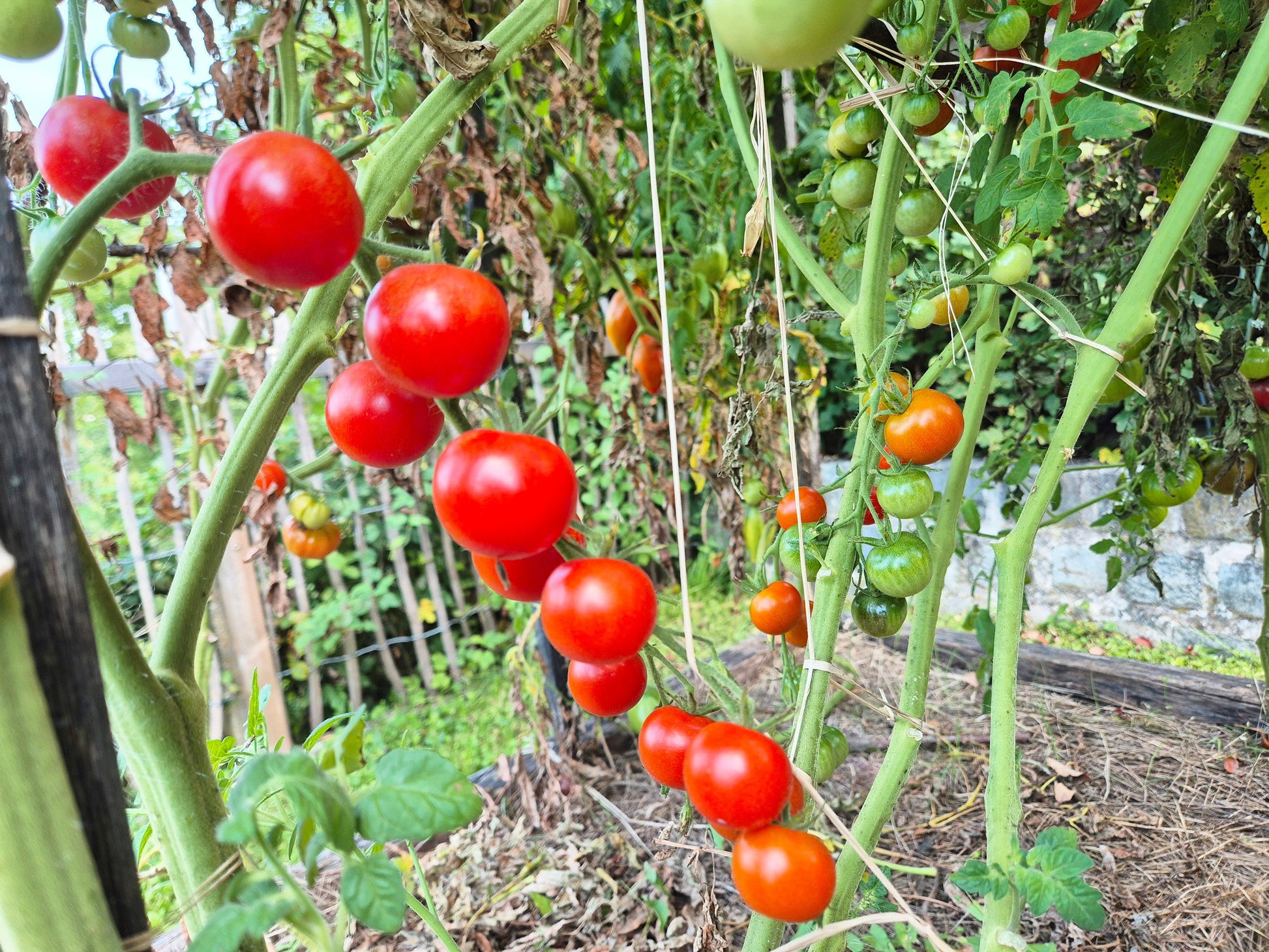 Benarys Gartenfreude DER TOMATENFLÜSTERER
