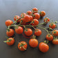 Benarys Gartenfreude DER TOMATENFLÜSTERER