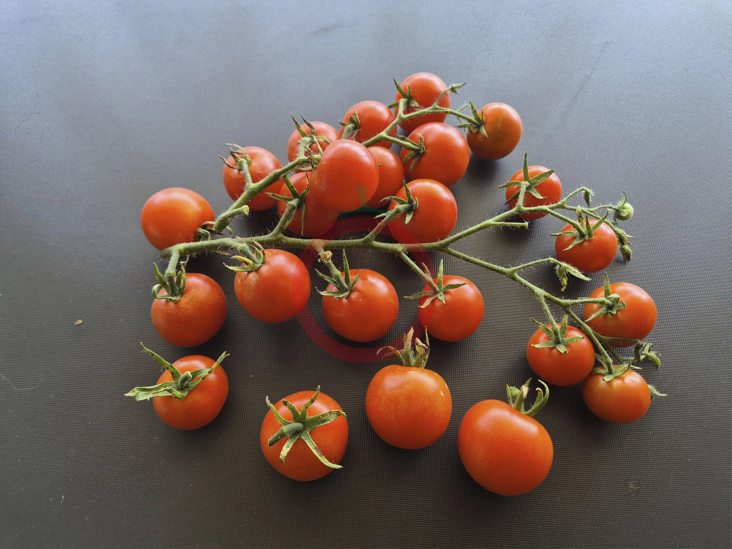 Benarys Gartenfreude DER TOMATENFLÜSTERER