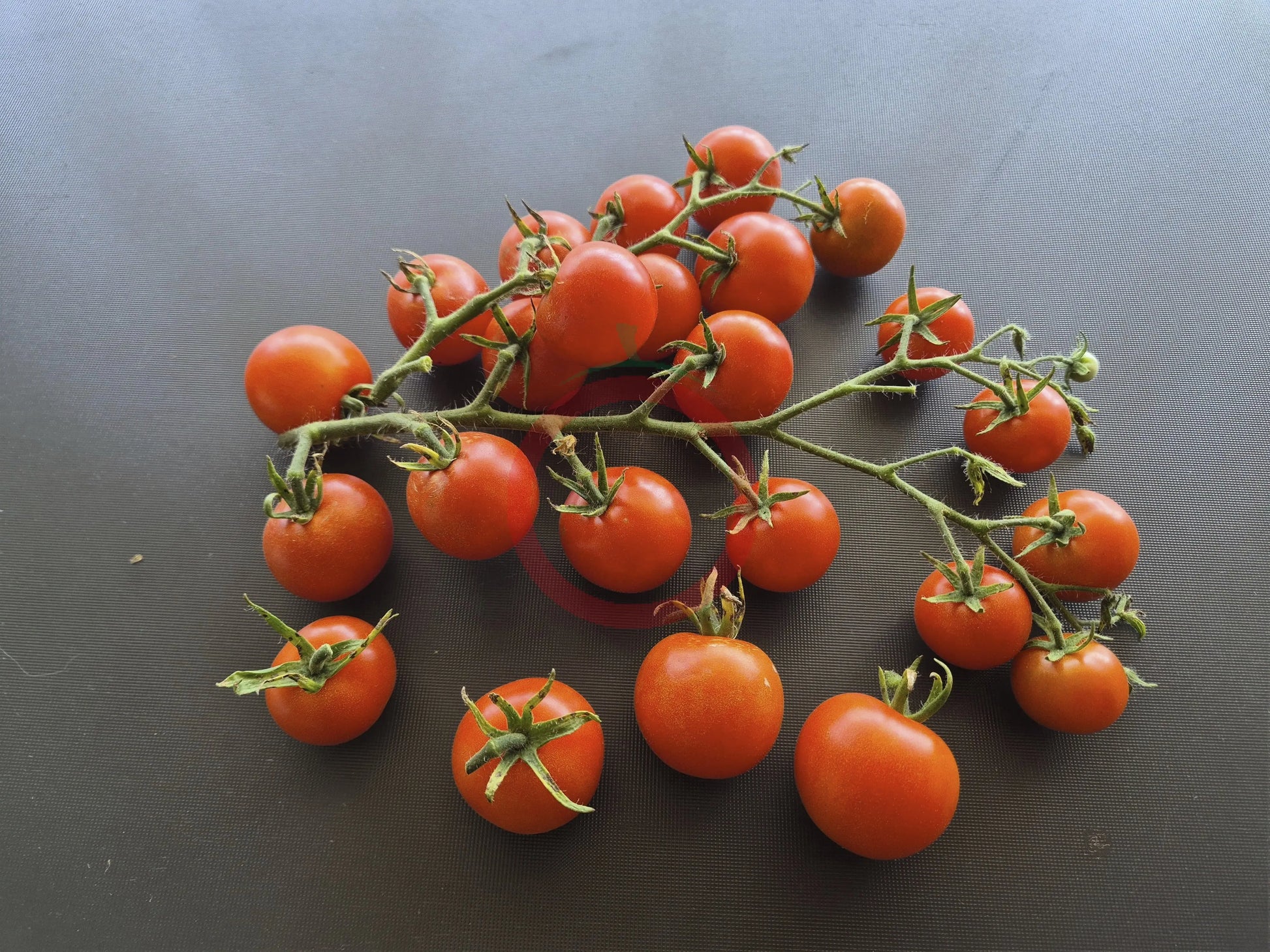 Benarys Gartenfreude DER TOMATENFLÜSTERER