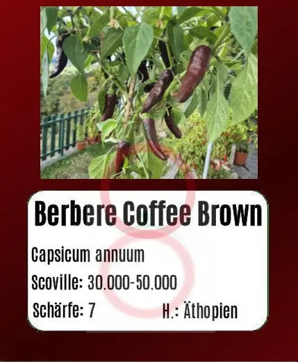 Berbere Coffee Brown DER TOMATENFLÜSTERER