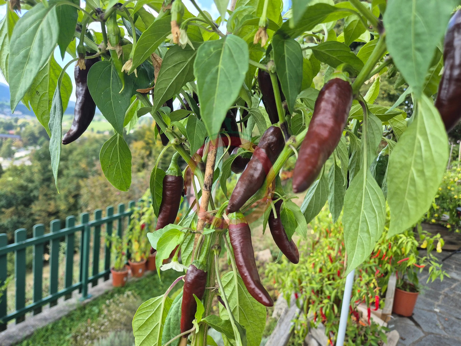 Berbere Coffee Brown DER TOMATENFLÜSTERER