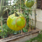 Beryl Beauty DER TOMATENFLÜSTERER