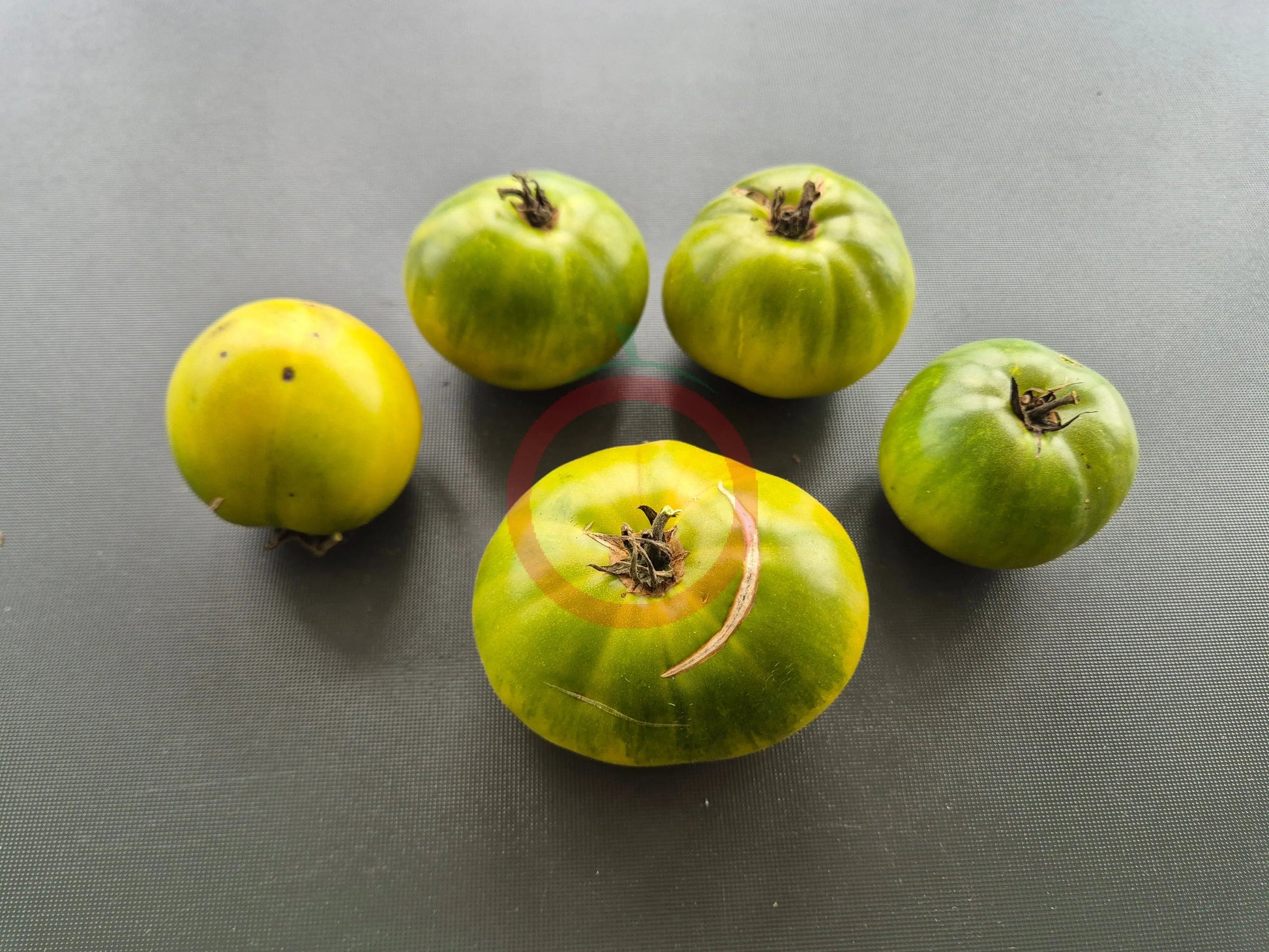 Beryl Beauty DER TOMATENFLÜSTERER