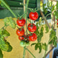 Besser DER TOMATENFLÜSTERER