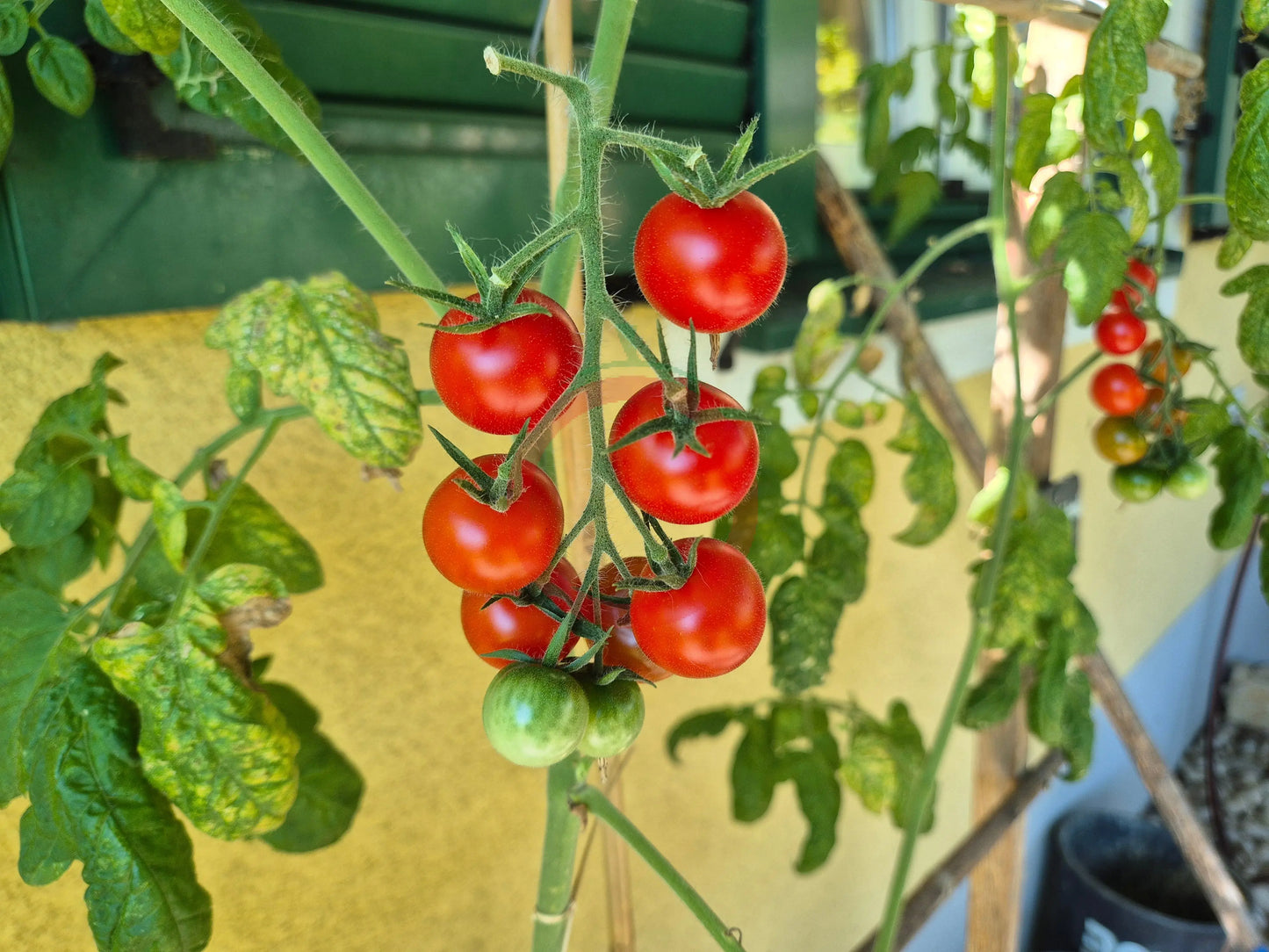 Besser DER TOMATENFLÜSTERER