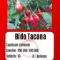 Bido Tacana DER TOMATENFLÜSTERER