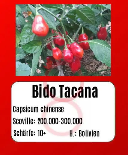 Bido Tacana DER TOMATENFLÜSTERER