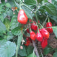 Bido Tacana DER TOMATENFLÜSTERER