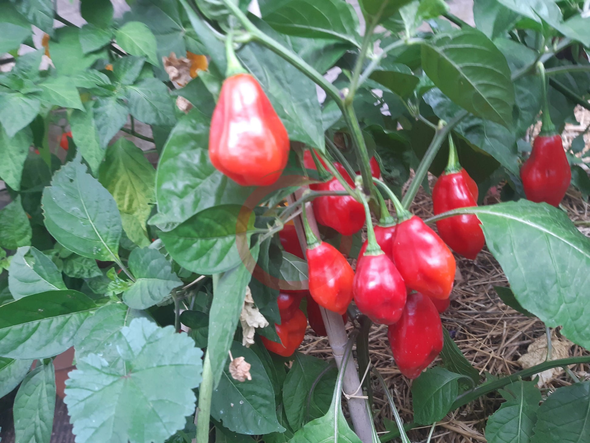 Bido Tacana DER TOMATENFLÜSTERER