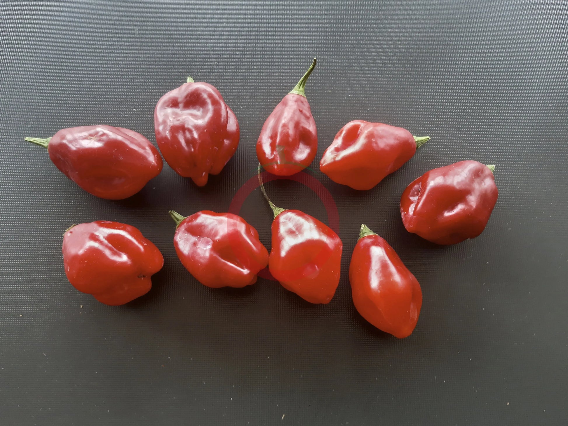 Bido Tacana DER TOMATENFLÜSTERER