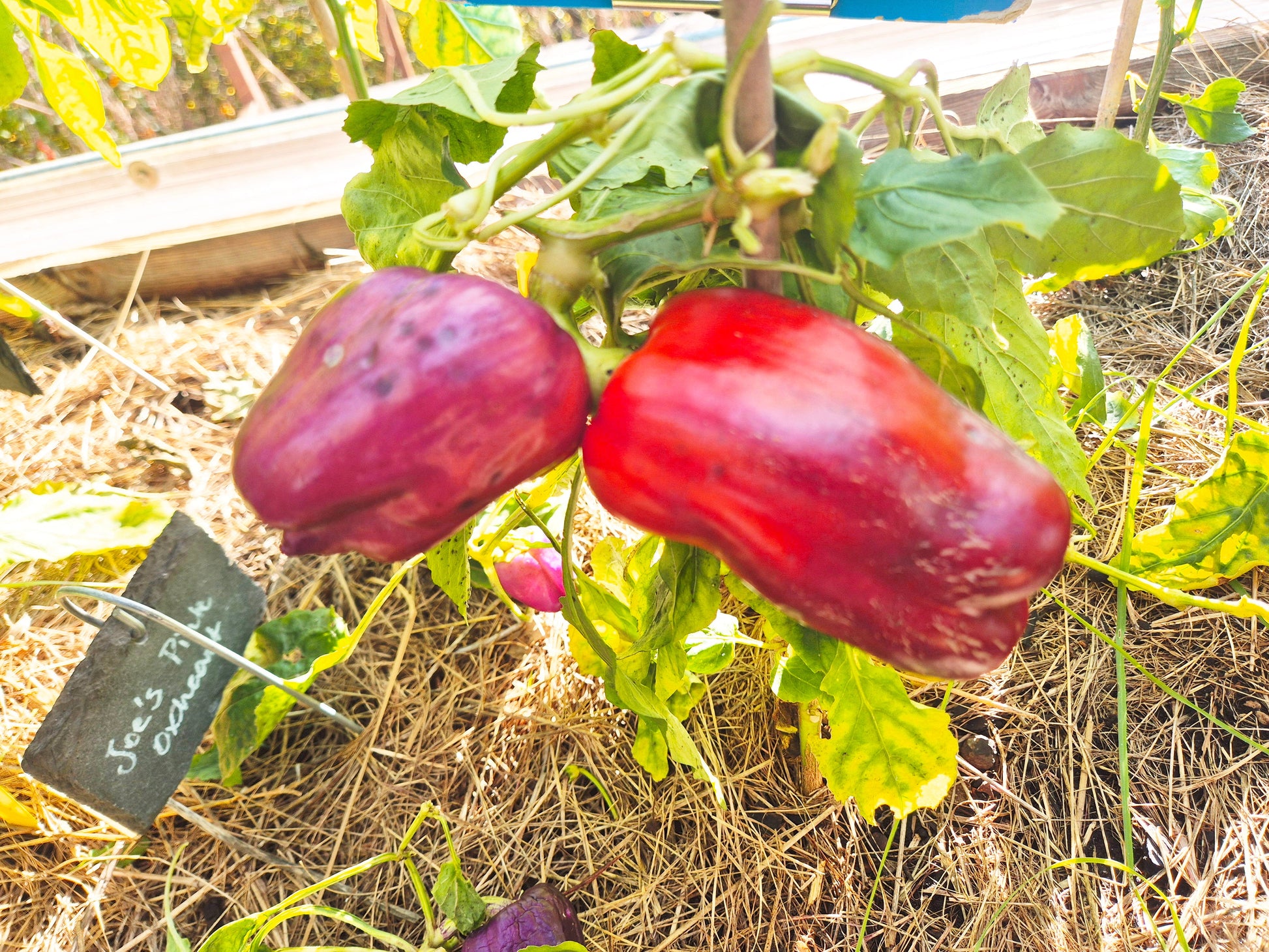 Big Daddy DER TOMATENFLÜSTERER