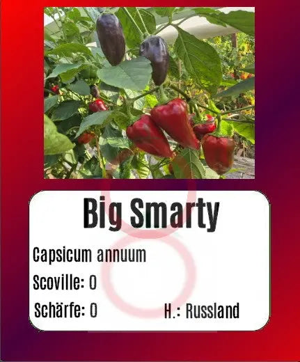 Big Smarty DER TOMATENFLÜSTERER