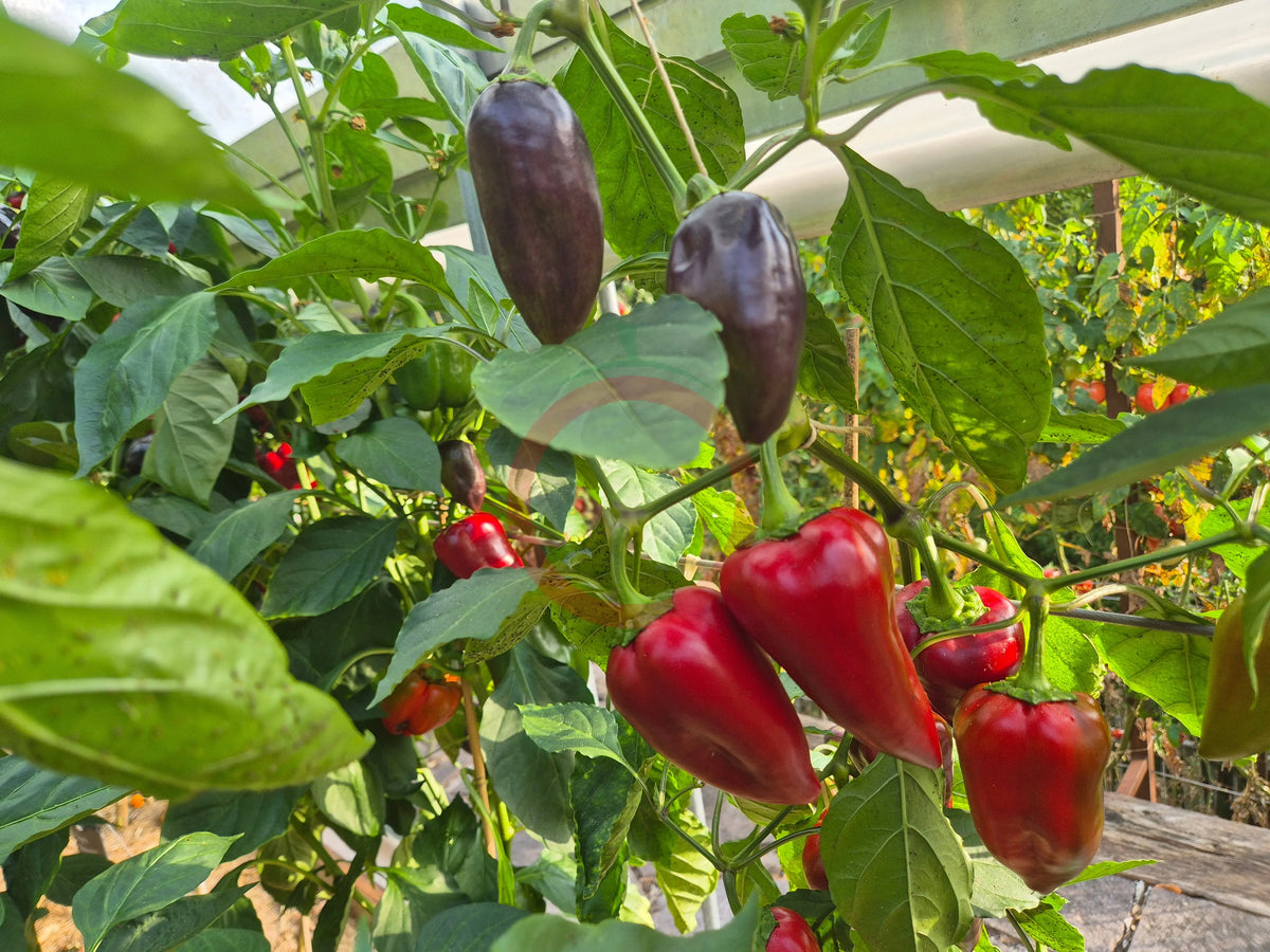 Big Smarty DER TOMATENFLÜSTERER