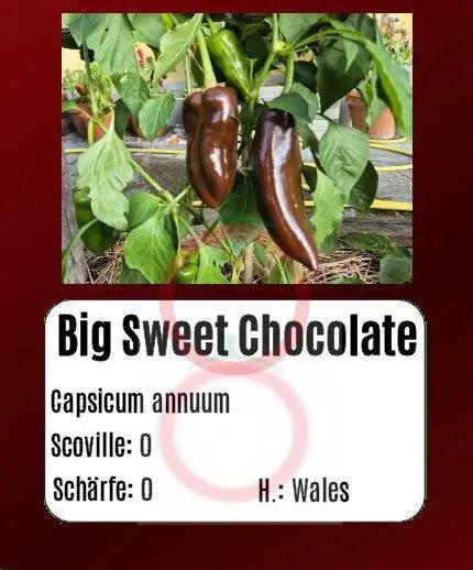 Big Sweet Chocolate DER TOMATENFLÜSTERER
