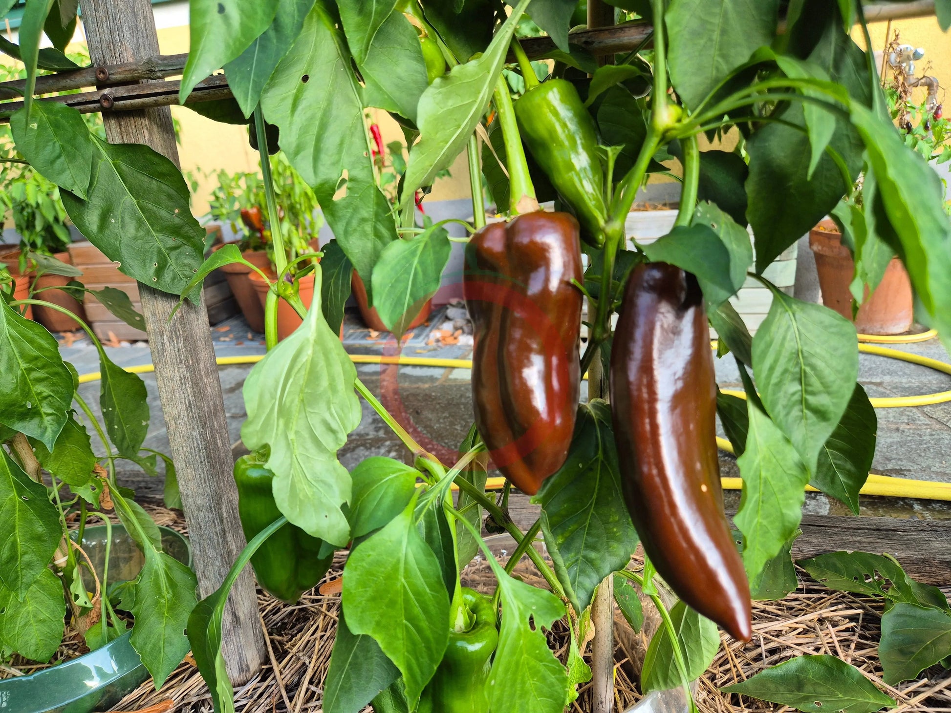 Big Sweet Chocolate DER TOMATENFLÜSTERER