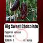 Big Sweet Chocolate DER TOMATENFLÜSTERER