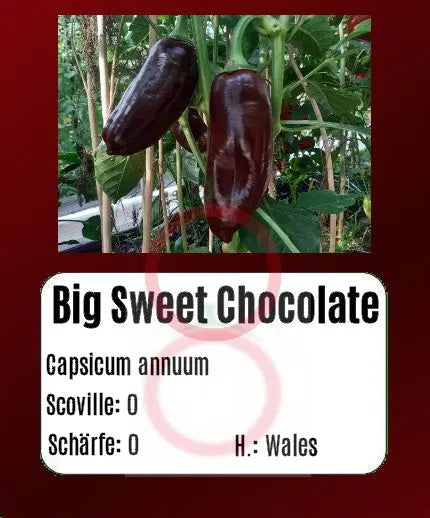 Big Sweet Chocolate DER TOMATENFLÜSTERER