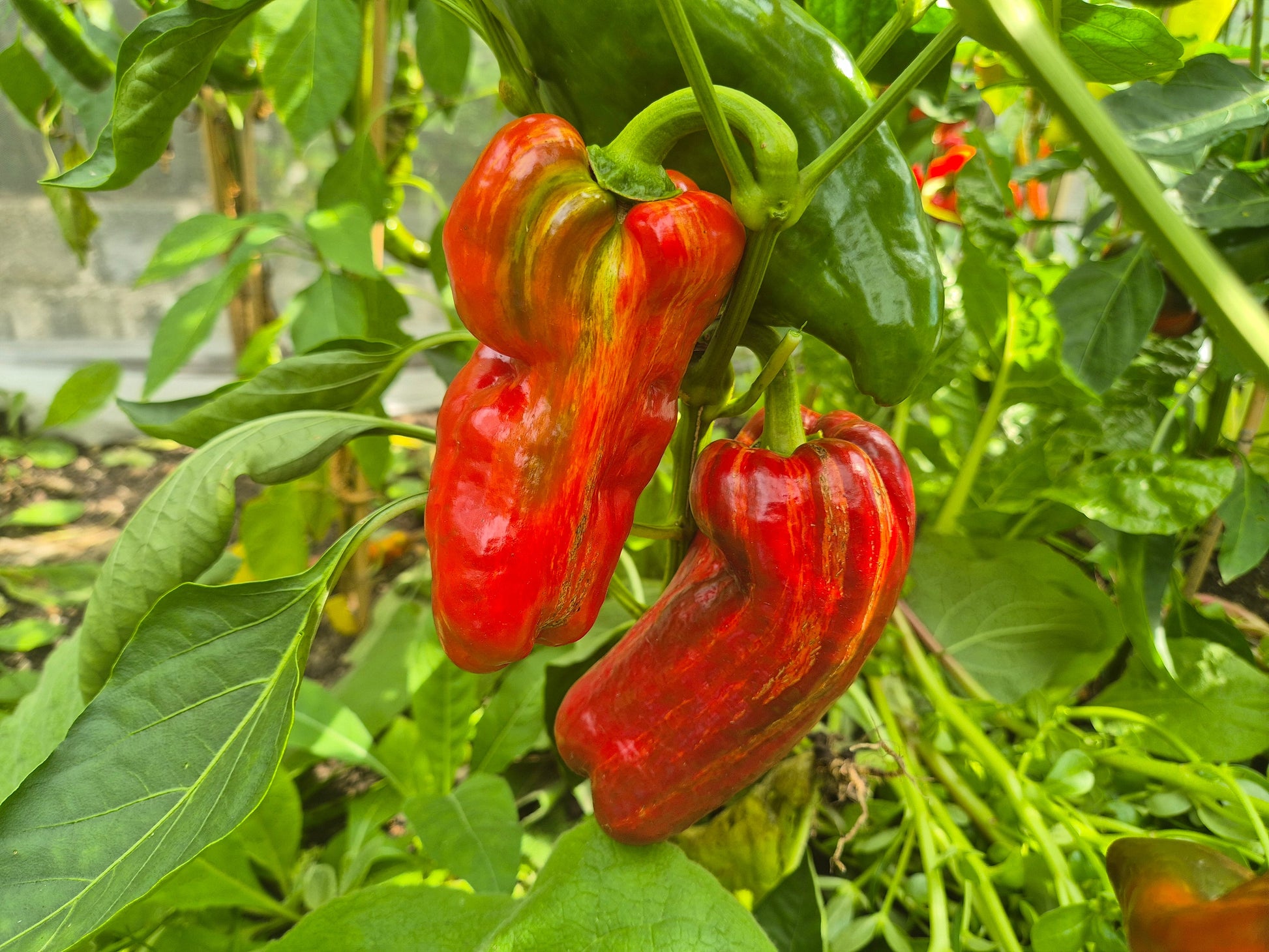 Bill´s Striped DER TOMATENFLÜSTERER