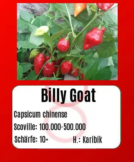 Billy Goat DER TOMATENFLÜSTERER