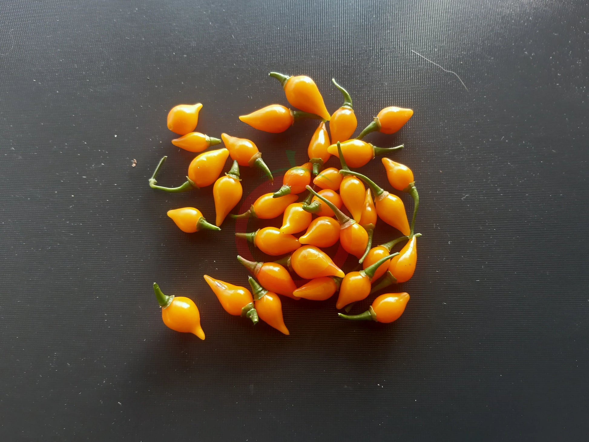 Biquinho Airetama DER TOMATENFLÜSTERER