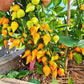 Biquinho Amarelo DER TOMATENFLÜSTERER