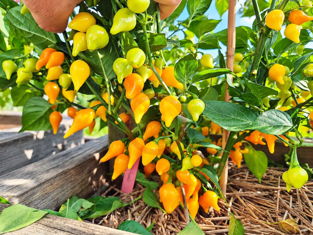 Biquinho Amarelo DER TOMATENFLÜSTERER