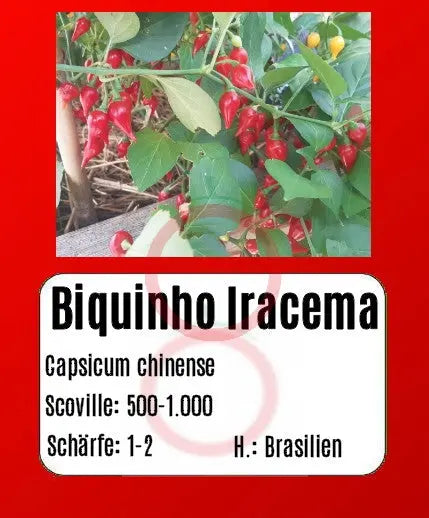 Biquinho Iracema DER TOMATENFLÜSTERER