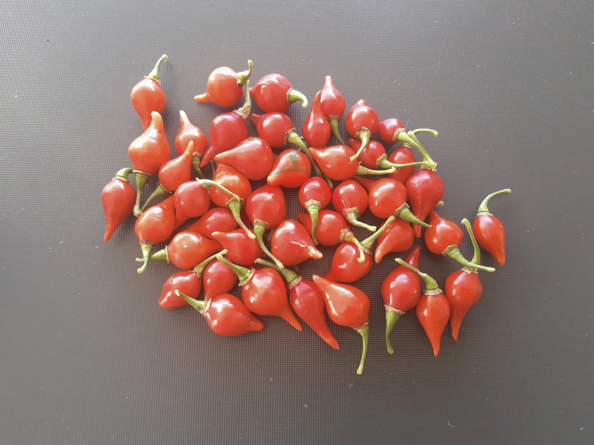 Biquinho Vermehlo DER TOMATENFLÜSTERER