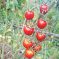 Bison DER TOMATENFLÜSTERER