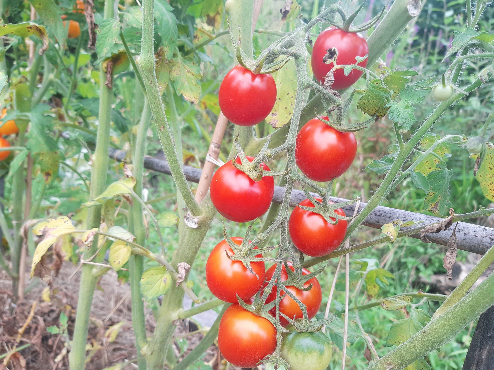 Bison DER TOMATENFLÜSTERER