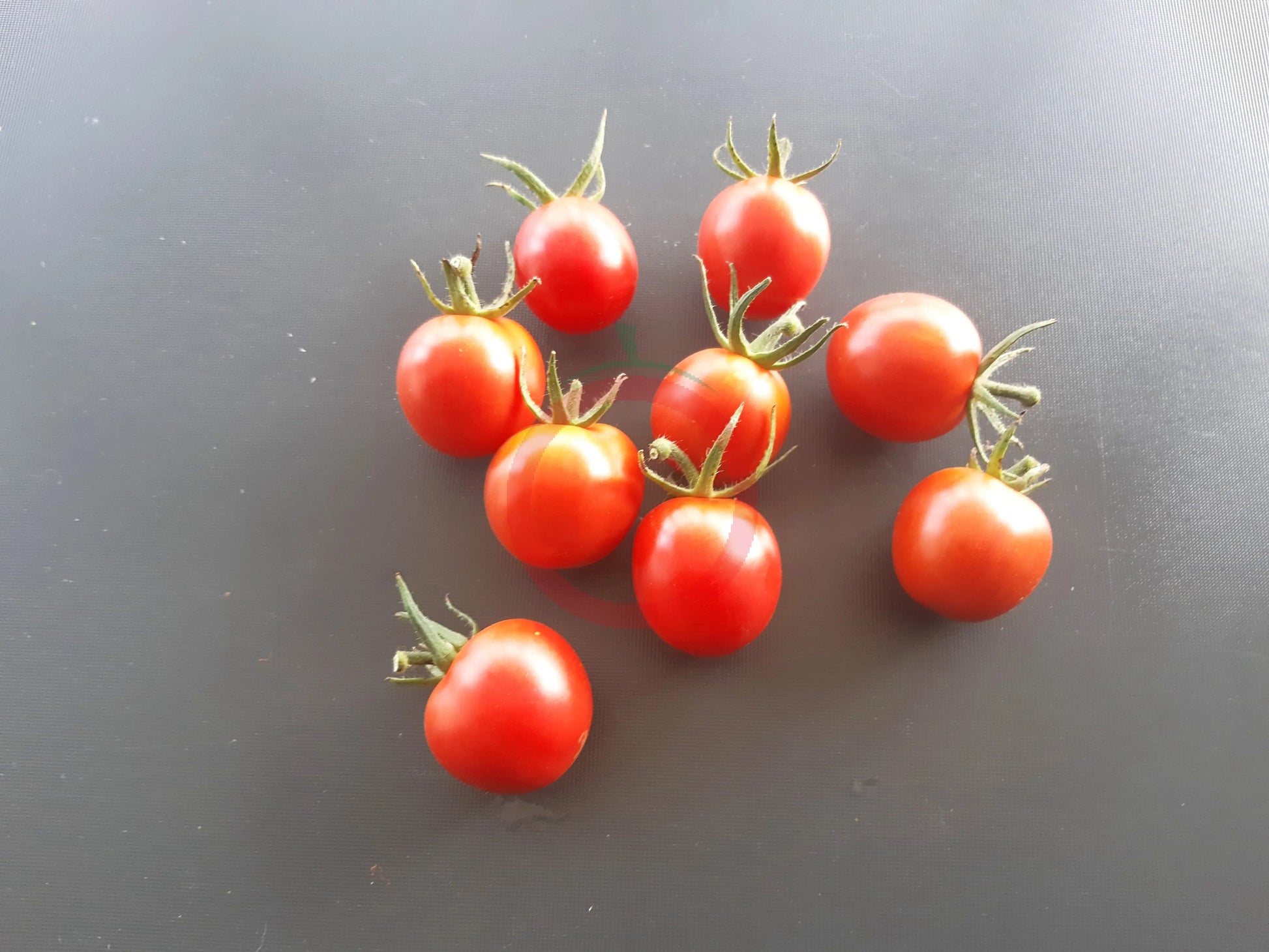 Bison DER TOMATENFLÜSTERER