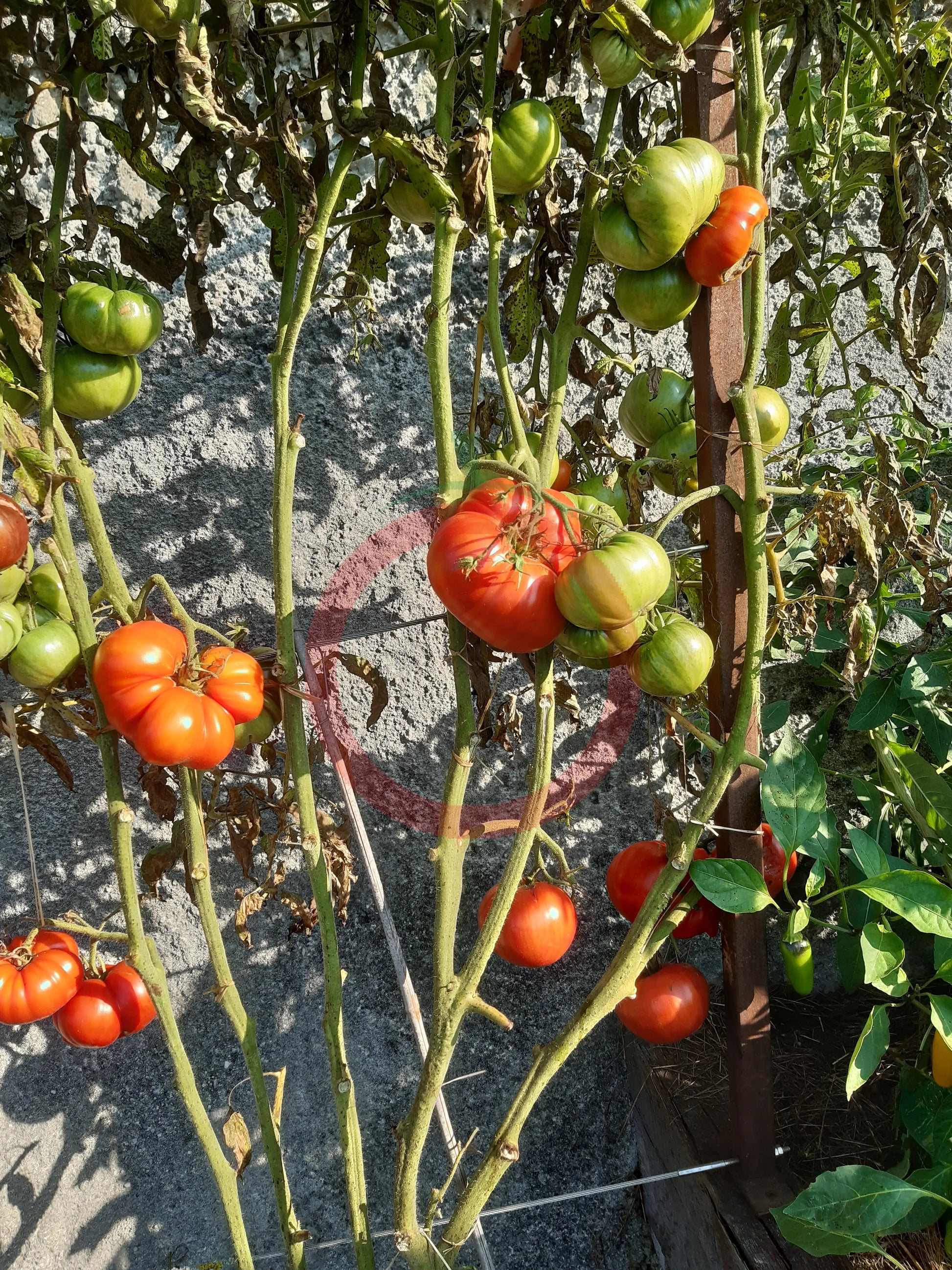 Bistecca Duri DER TOMATENFLÜSTERER