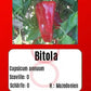 Bitola DER TOMATENFLÜSTERER