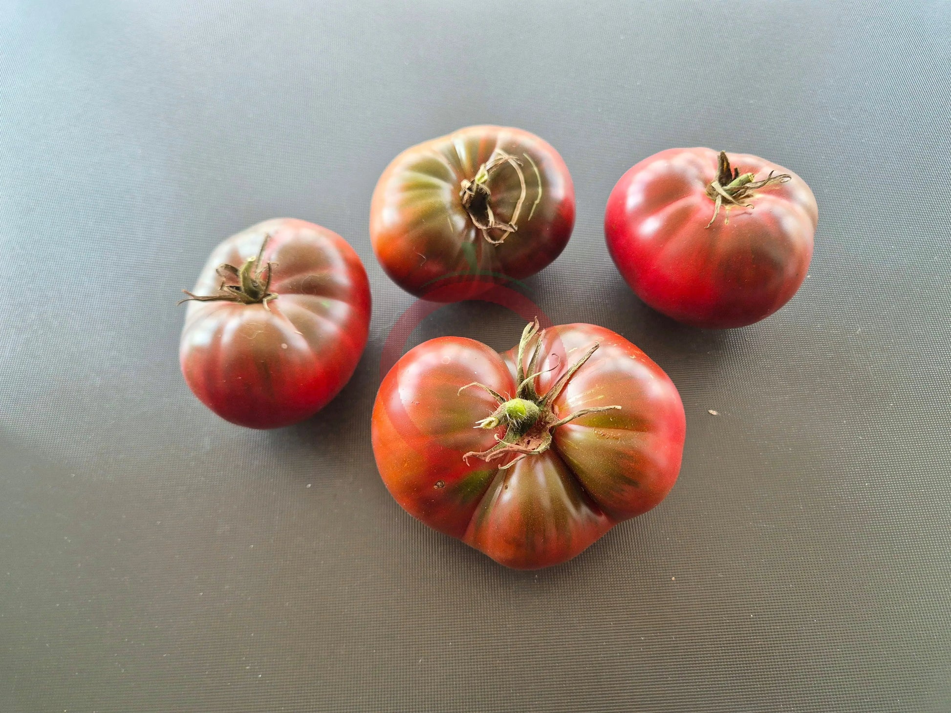 Black Bear DER TOMATENFLÜSTERER