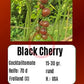 Black Cherry DER TOMATENFLÜSTERER