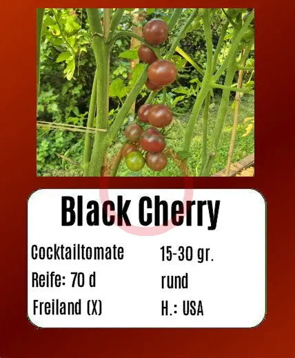 Black Cherry DER TOMATENFLÜSTERER