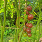 Black Cherry DER TOMATENFLÜSTERER