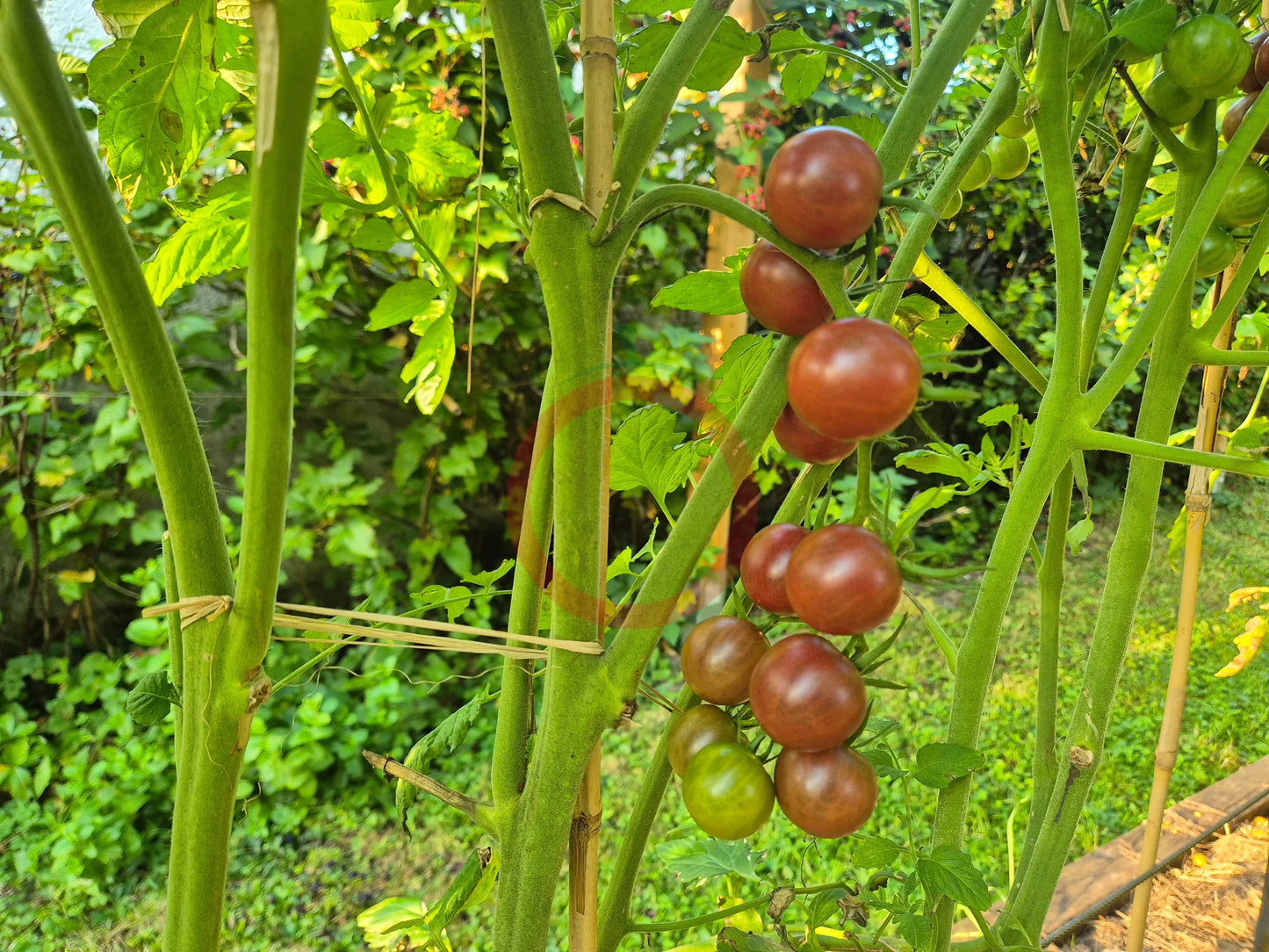 Black Cherry DER TOMATENFLÜSTERER