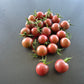 Black Cherry DER TOMATENFLÜSTERER