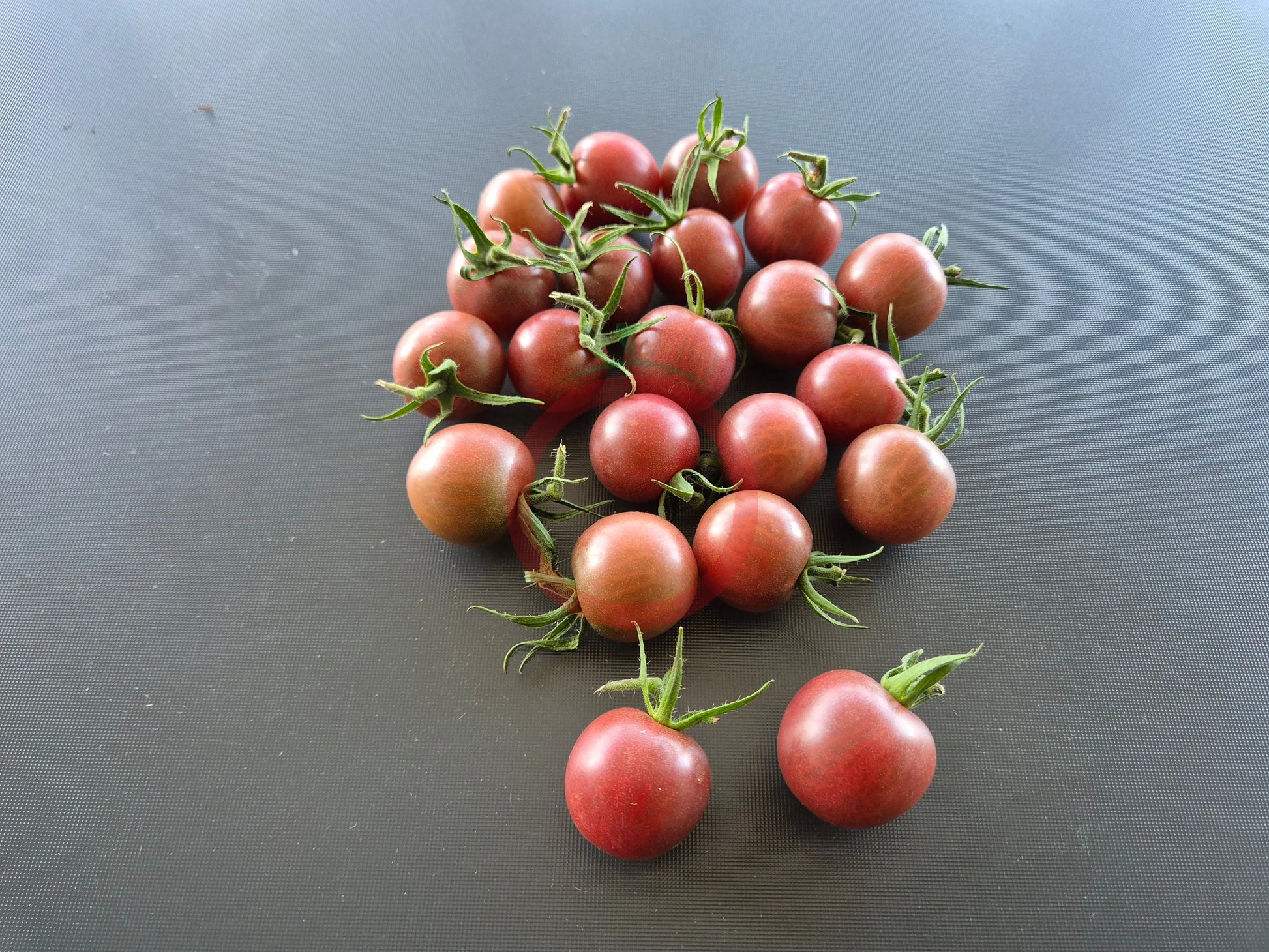Black Cherry DER TOMATENFLÜSTERER