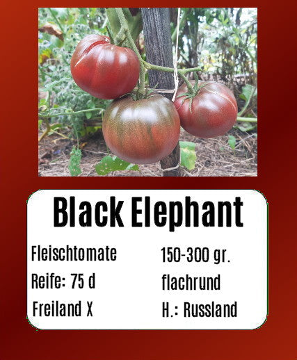 Black Elephant DER TOMATENFLÜSTERER