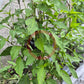 Black Hungarian DER TOMATENFLÜSTERER