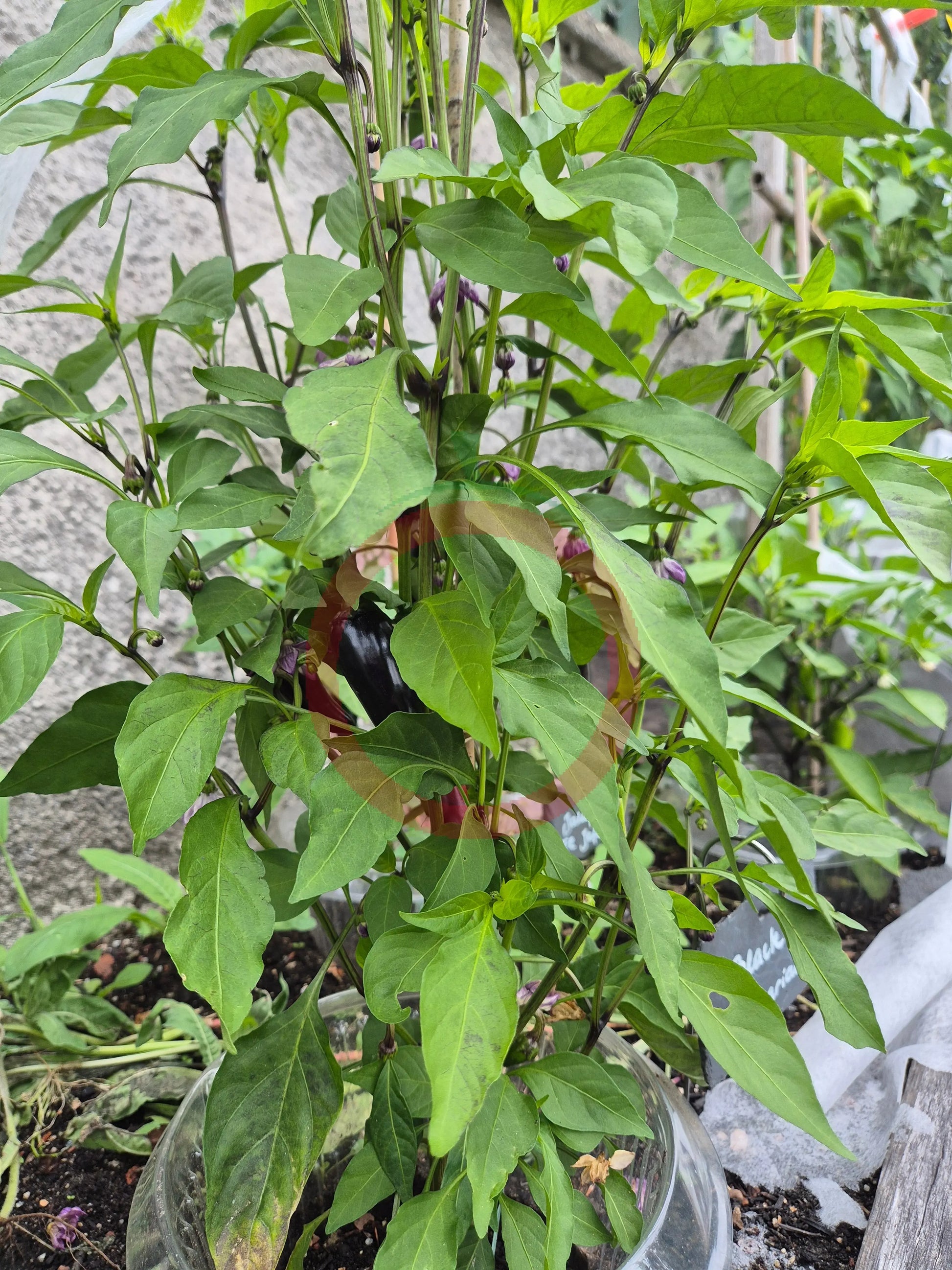 Black Hungarian DER TOMATENFLÜSTERER