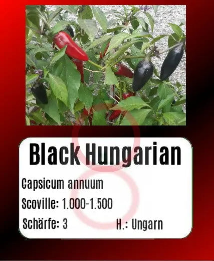 Black Hungarian DER TOMATENFLÜSTERER