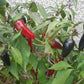 Black Hungarian DER TOMATENFLÜSTERER