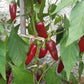 Black Hungarian DER TOMATENFLÜSTERER