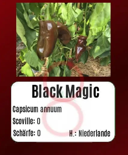 Black Magic DER TOMATENFLÜSTERER